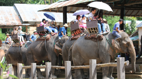Elephants set off with tourists for a ride in Thailand